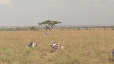 Yakın: Küçük bir grup vahşi Zebras otlatılması çimenlerin üzerinde geniş açık kırsal manzara, ünlü sonsuz Serengeti ovaları otlak yedekte safari oyunu inanılmaz güneşli yaz gününde Tanzanya, Afrika