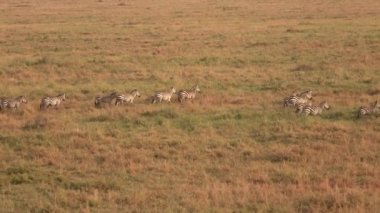 Hava, Close Up: Bebeklerde savannah otlak manzara geçen uçan zebra aile yukarıda. Vahşi zebralar büyülü altın günbatımında sonsuz Serengeti ovaları geniş çayır araziyi hattında çalışan