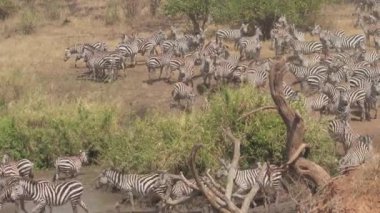 Yakın: sıcak güneşli Afrika savana bushland Serengeti oyun rezerv yaban hayatı kutsal çamur birikintisinde ferahlatıcı banyo oynak vahşi zebralar. Nehir yatağı üzerinde şirin bebek zebra duran ve içme