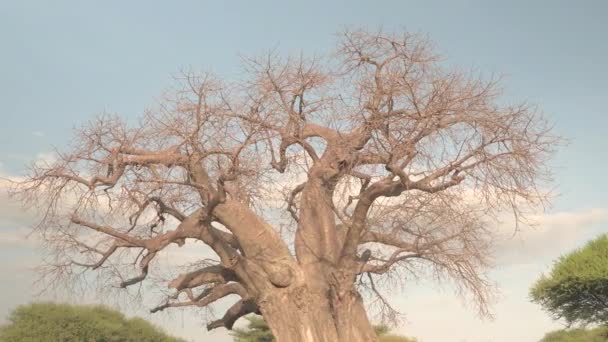 Nahaufnahme Niedriger Blickwinkel Wunderschönes Baobab Baldachin Ohne Blätter Vor Blauem — Stockvideo