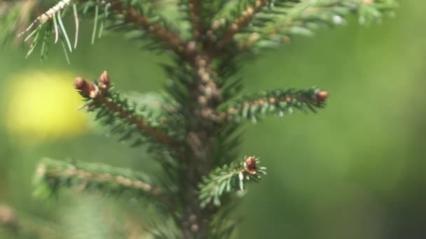 美しいスプルース ツリーやクリスマス ツリーのエバー グリーンに先のとがった針で驚くほど新鮮な若い芽のクローズ アップ 被写し界深度 春に新しい枝を開発自然の緑豊かな松の木の上 — ストック動画