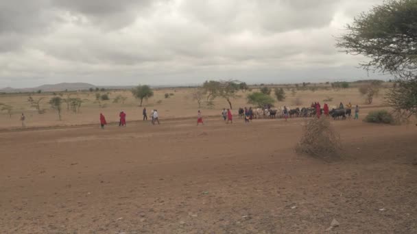 坦桑尼亚恩戈罗恩戈罗 2016年6月10日 非洲原住民马塞村的人 穿着五颜六色的红色特色衣服 在恩戈罗恩戈罗国家公园荒凉的沙漠平原放牧牲畜和牧牛 — 图库视频影像