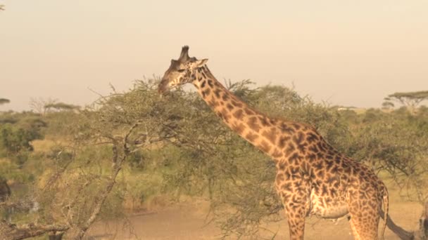 Close Cute Male Giraffe Feeding Grazing Green Leaves Prickly Tree — Stock Video