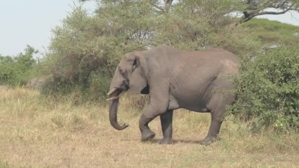 Närbild Bedårande Mamma Elefant Flyttar Flock Över Bedövning Torra Afrikansk — Stockvideo