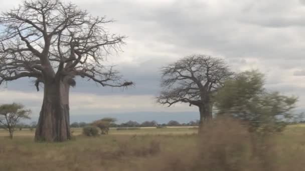 Fechar Safari Jogo Drive Com Vista Espetacular Bela Savana Africana — Vídeo de Stock