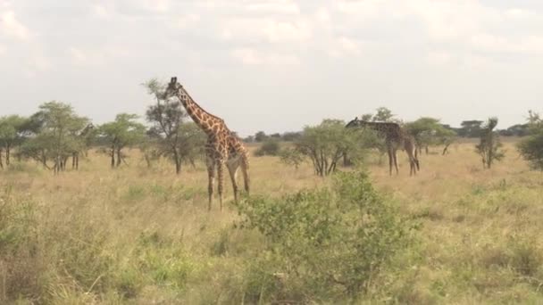 Cerrar Adorables Jirafas Masai Comiendo Follaje Arrancando Hojas Copas Espinosas — Vídeo de stock