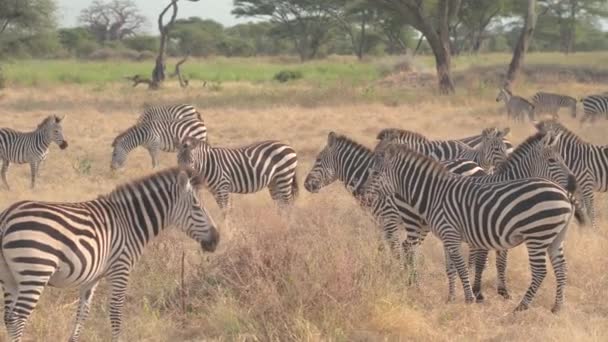 Fechar Grande Manada Zebras Selvagens Que Vivem Habitat Natural Savana — Vídeo de Stock
