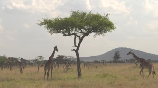 クローズ アップ Giraffas 優しくネッキングと大きなアカシアの木の天蓋の下の日陰で低温します キリンはアフリカのサバンナ草原ウッドランド乾いた草と低発熱木餌のオープン フィールドで — ストック動画