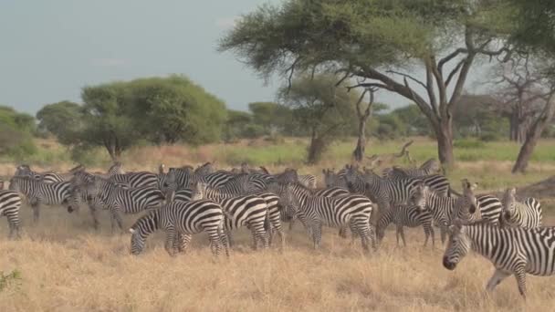 栖息在壮观炎热和干旱的非洲大草原上的野生斑马群 在干草上觅食 在野生动物园塔兰吉雷国家公园的相思檐篷阴凉处降温 — 图库视频影像