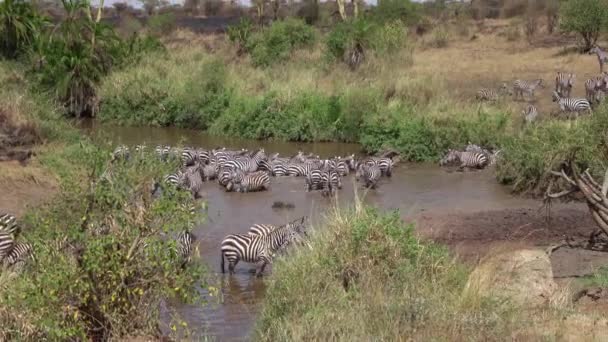 Aerial Close Flying Amazing Wild Zebras Bathing Drinking Refreshing Mud — Stock Video