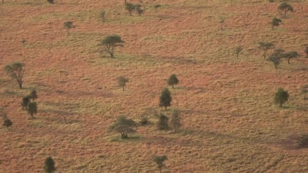 Aérien Voler Dessus Belles Forêts Ouvertes Acacias Secs Dans Savane — Video