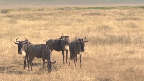 Nahaufnahme Aus Der Luft Eine Gruppe Gnus Umfliegt Weite Ebenen — Stockvideo