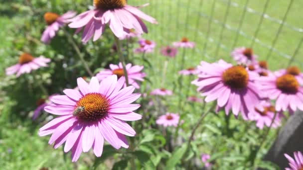 慢动作 自由度 在阳光明媚的夏日 辛勤的蜜蜂在神奇的自然花园里 从雌蕊和雄蕊上收集新鲜的甘露和尘土飞扬的花粉 — 图库视频影像