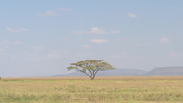 セレンゲティ国立公園で無限のサバンナ草原風景の真ん中に一人でとげのあるアカシア木が立っての壮大な眺め 日当たりの良いアフリカのオープンの青空の下で成長している雄大なツリー — ストック動画