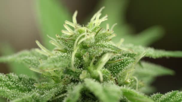 Slowmotion Close Dof Detail Van Verse Groene Medische Marihuana Bloem — Stockvideo