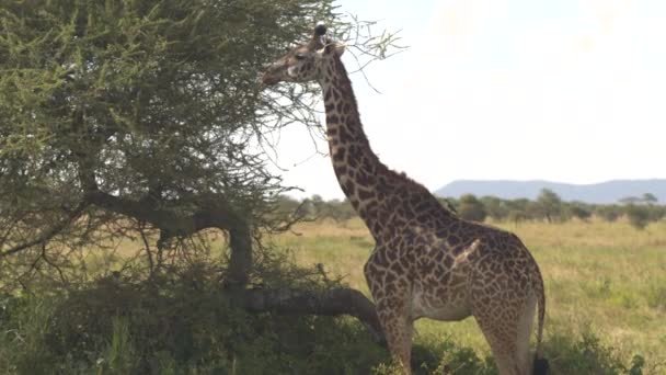 가까이 Oxpacker 아카시아 그늘에서 기린의 뒤쪽에 Giraffa 아프리카에서 뜨거운 화창한 — 비디오