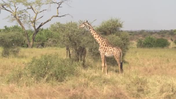 Aerial Close Flying Adorable Infant Giraffes Eating Leaves Tearing Foliage — Stock Video
