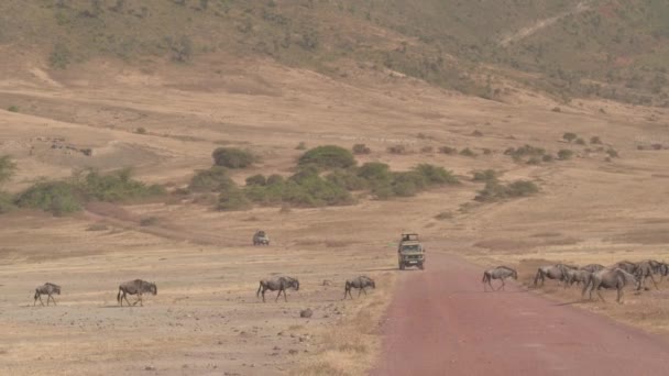 Close Gnoe Familie Passerende Onverharde Weg Ngorongoro Monumentenreservaat Crater Verdieping — Stockvideo