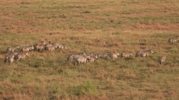 Antenne Hautnah Große Zebrafamilie Mit Nachwuchs Überquert Einem Sonnigen Goldenen — Stockvideo