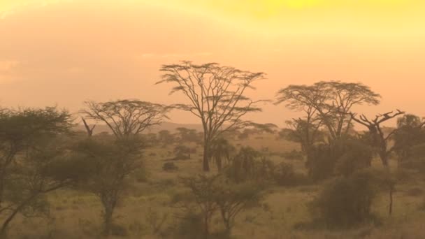 Gür Akasya Woodland Palmiye Savana Ormandaki Dramatik Altın Işık Günbatımı — Stok video