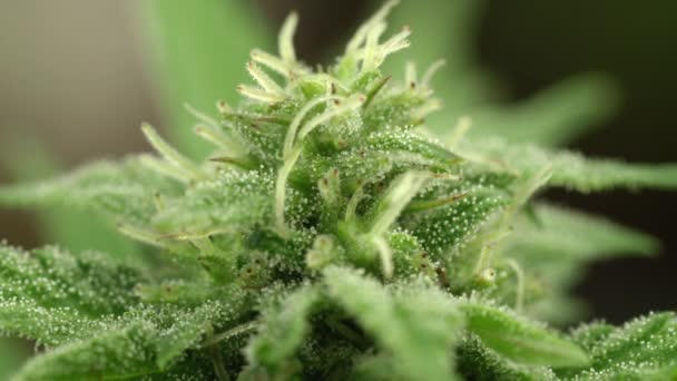 雌しべ 大量の Thc とカンナビノイドを含む結晶の形で毛が大きな芽を作成する新鮮な緑の医療大麻の花のクローズ アップ スローモーション Dof — ストック動画