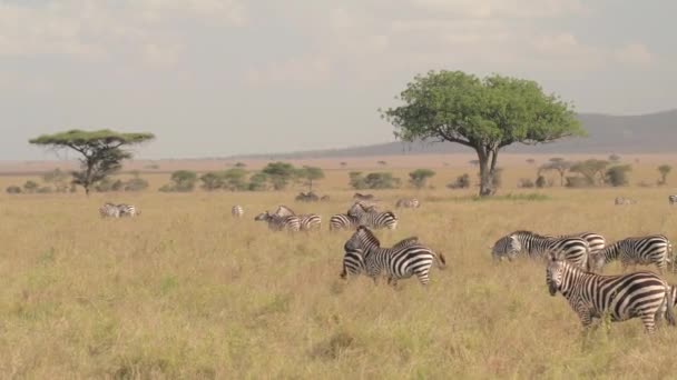 Luchtfoto Close Mooie Wild Zebra Kleine Familie Grazen Wijdverspreid Uitgestrekte — Stockvideo