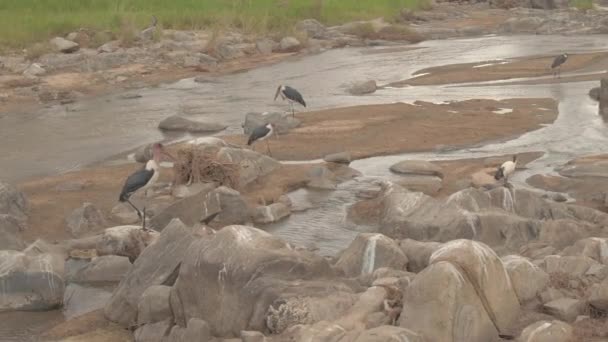 Yakın Sığ Suda Gölet Göllerde Yiyecek Arayan Muhteşem Afrika Leylek — Stok video