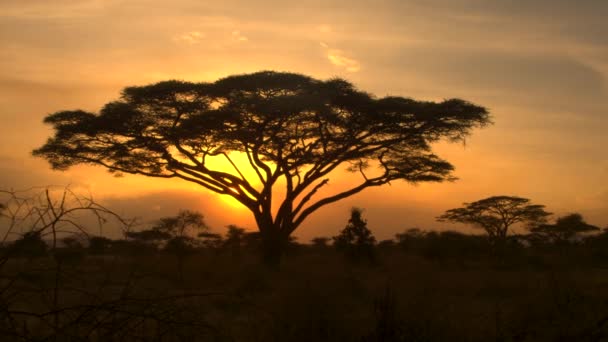 Close Stunning Silhouetted Thorny Acacacia Tree Canopy Golden Setting Sun — стоковое видео