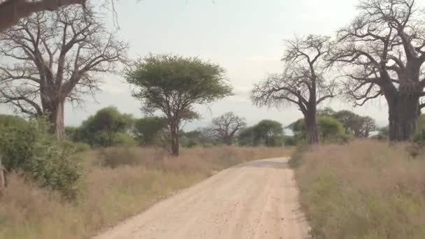 Fpv 观光旅游和游戏驾驶通过美丽的干旱非洲草原 风景秀丽的广阔林地与丰富的植被 强大的猴面包树和郁郁葱葱的绿色相思在令人惊叹的阳光明媚的日子 — 图库视频影像