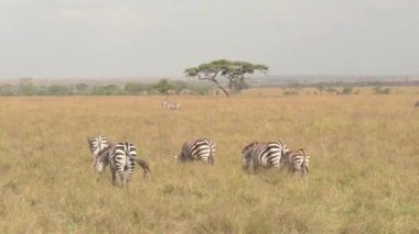 Yakın: Korumacı bir anne ve küçük sürü Tanzanya, Afrika safari oyun Rezerv şaşırtıcı güneşli yaz gününde'sonsuz ünlü Serengeti ovalarında yemyeşil yarı kurak çimenlerin üzerinde otlatma içinde şirin bebek zebra