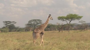 Anteni, Close Up: Uçan etrafında çok güzel yetişkin zürafa kuru açık woodland uzun boylu savannah otlak guruldama. Karışık hayvan güneşli Serengeti Milli Parkı, Tanzanya içinde büyük Düzülke yiyecek arama