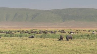Yakın: Afrika buffalos Ngorongoro krateri geniş düz savannah otlak alanı büyük sürüsü. Yeşil çayır ve nefes kesen vahşi doğada rahatlatıcı oyun hayvanlar üzerinde güneş yatan reach