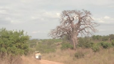 Kadar yakın, Fpv: Safari jeep oyun sürüş turist ile güzel kurak Afrika woodland yoluyla bitki örtüsü, güçlü baobabs, yemyeşil yeşil akasya ağaçları, kirli yolda toz bulutu bırakarak ulaşmak