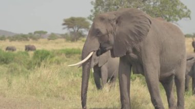Yakın: Anne filler alanında oynama ve çim üzerinde otlatılması bebekler ile çarpıcı. Veld safari oyun parkı genelinde hareket Afrika savana otlak woodland otlatma sürüsü