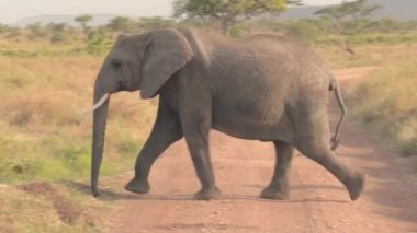Yavruları olan anne fil Serengeti Ulusal Parkı 'ndaki tozlu safari yolundan geçiyor. Gezgin turistler arazi aracında doğal yaşam alanlarında hayvanları gözlemliyorlar, güneşli Afrika ovalarında