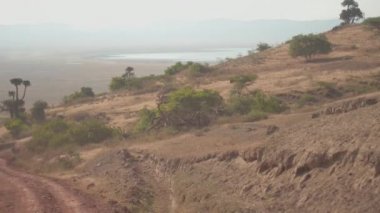 Hava yakın: büyümüş yemyeşil orman bitki örtüsü uçan, büyük kaktüsler ve kurak bushland otlak savannah tozlu çevreleyen dik nefes kesen Ngorongoro koruma alanına inen yol