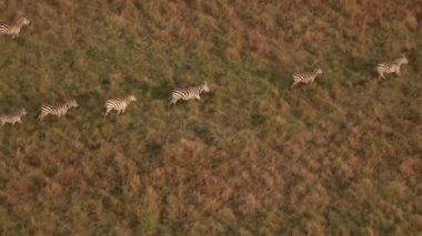Anteni, Close Up: Uçan savannah otlak manzara karşısında dörtnala Zebras büyük sürü yukarıda. Vahşi zebralar büyülü altın günbatımında sonsuz Serengeti ovaları alanında geniş çayır hattında çalışan