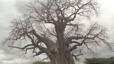 Kadar yakın, düşük görüş açısı: Güzel baobab gölgelik olmadan altın ışık güneşli akşam çarpıcı mavi gökyüzü karşı bırakır. Kaba gövde protuberances ve güzel pürüzsüz gri cork kabuk eski ağaç üzerinde