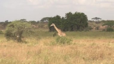Hava: sevimli zürafa dikenli ağaç yapraklarda beslenirler gölgelik, Genç zürafa pitoresk ortamında yeşil palmiye ağaçları ve Afrika savana otlak acacias ile büyümüş yemyeşil çalıların arasında saklanıyor