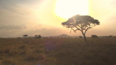 Anteni, Close Up: Uçan bozulmamış Afrika savana vahşi güzel altın ışık gün batımı kontrast akasya ağacı etrafında. Gölgelik, yemyeşil bitki örtüsü ile penetran ışınları arkasında güneş ayarı