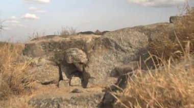 Hava kadar kapatın: Çarpıcı akasya orman ve muhteşem sonsuz Düzülke sahne bitmeyen savannah otlak alanına safari oyun rezerv ile bakan kayalık büyümüş dağın üzerinde uçan