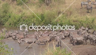 Yakın: Büyük çamur su birikintisinin dikkatle içme harem sevimli vahşi zebras. Uyarı için göl kıyısında ayakta ve gözlemleyerek Afrika savana bushland woodland içinde yırtıcı hayvanlar