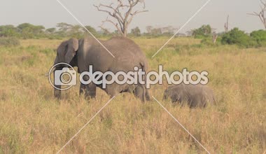 Serengeti Milli Parkı, Tanzanya 'da serengeti' de güneşli bir sabahta yemyeşil Afrika çayırlarında yürüyen iki sevimli vahşi fil. Bebek annesinin sığınağını arıyor.