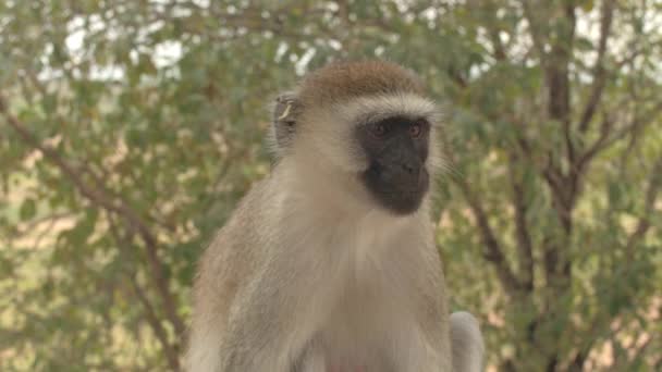 毛茸茸的小非洲天鹅绒猴坐在栏杆上 观察周围的环境 可爱的驯养野生猴子不怕接近的人和游客在塔兰吉尔国家公园 — 图库视频影像