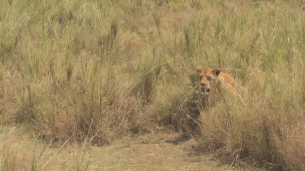 Close Lonely Lioness Sitting Tall Dry Dense Grass Field Sunny — Stock Video