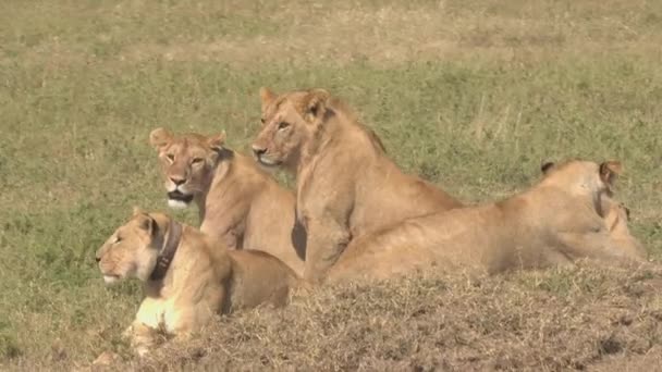 Close Adorable Group Adult Young Lions Lying Sunny Savannah Grassland — Stock Video