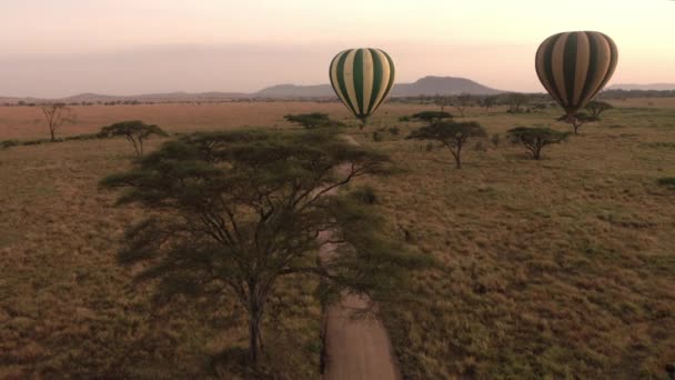 Luchtfoto Close Hete Lucht Ballonnen Vliegen Fantastische Weelderige Groene Acacia — Stockvideo