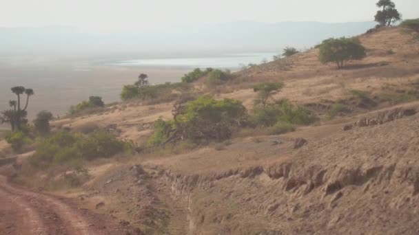 가까이 자란된 이상의 선인장과 사바나 먼지가 가파른도 숨막히는 Ngorongoro 지역으로 — 비디오