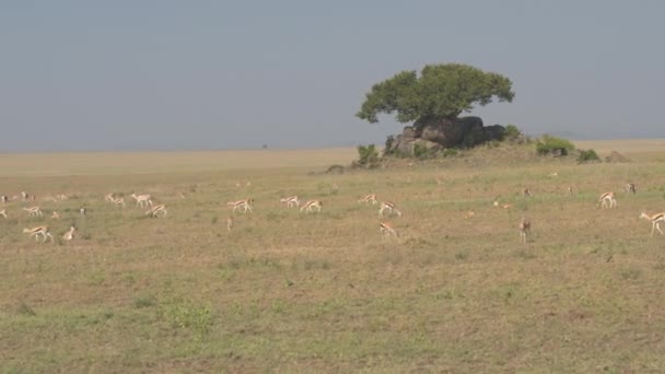AÉRIAL, FERMER : Passant devant un grand groupe de gazelles de Thomson se nourrissant d'herbe courte, se rassemblant autour de l'île rocheuse de Kopje. Un tas de pierre de granit debout dans un paysage de prairie de savane sans fin pittoresque 