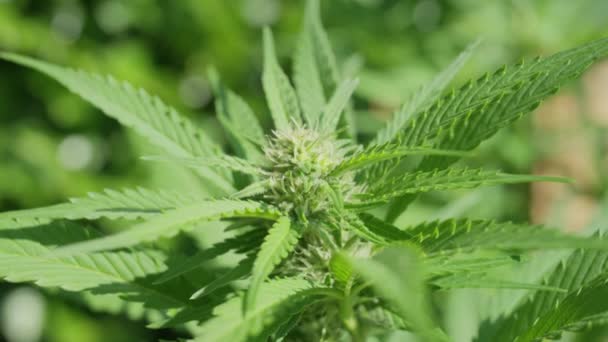 慢动作 自由度 新鲜绿色医疗大麻的细节花在自然光照的美丽植物上产生大芽 大麻药与可看见的水晶 — 图库视频影像